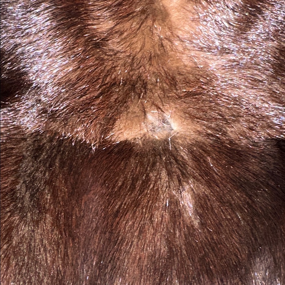 Vintage Dark Brown Fur Long Coat - Picture 10 of 16